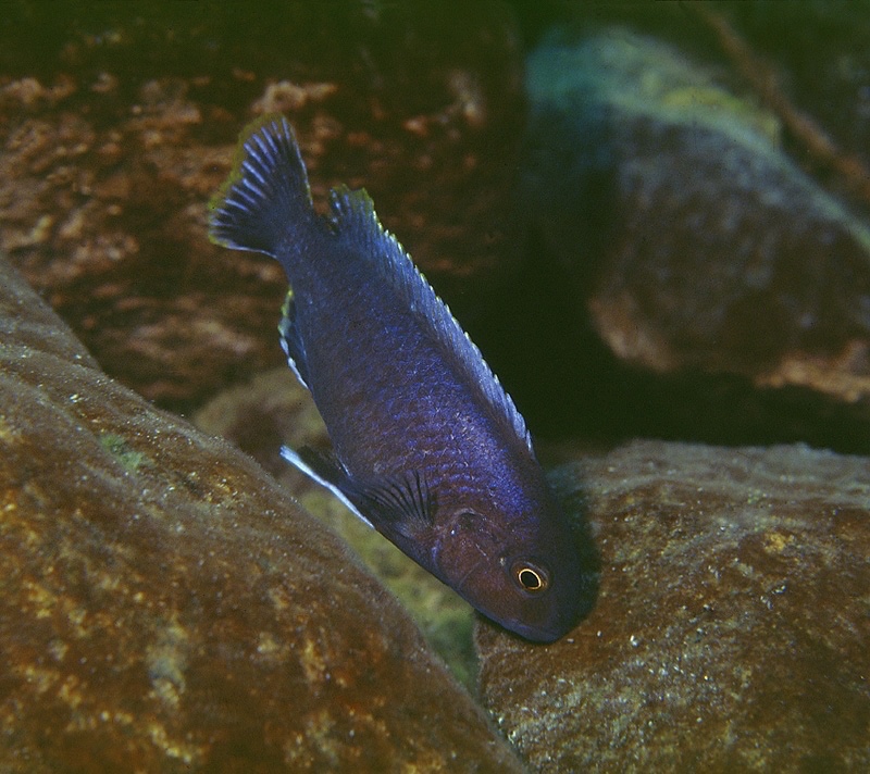 Labidochromis sp. 'lividus nkhungu' Nkhungu Point